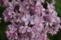 Beautiful lilac flowers close-up on a green background