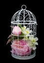 Beautiful lilac flowers in decorative cell
