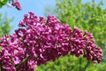 Beautiful lilac flowers in the garden, closeup