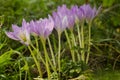 Tender timelessness on the grass.Spring flowers Royalty Free Stock Photo