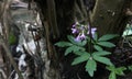 Beautiful lilac flowers growing on a tree trunk