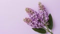 Beautiful lilac flowers isolated against a pure white backdrop