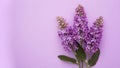 Beautiful lilac flowers isolated against a pure white backdrop