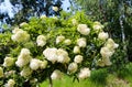 Beautiful Lilac flowers in nature