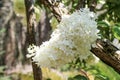 Beautiful Lilac flowers in nature