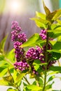 lilac flowers rich bright color and green leaves