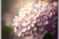 Beautiful lilac flowers in the springtime. Vintage style.