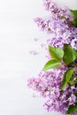 Beautiful lilac flowers on white background