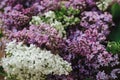 Beautiful lilac flowers on wooden background. Colorful purple and white lilac branches on rustic table. Spring countryside still Royalty Free Stock Photo