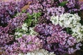 Beautiful lilac flowers on wooden background top view. Colorful purple and white lilac branches on rustic table. Spring Royalty Free Stock Photo