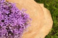 Beautiful lilac flowers on wooden stump, top view. Space for text Royalty Free Stock Photo