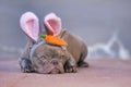 Beautiful lilac French Bulldog dressed up as easter bunny wearing a headband with big rabbit ears and plush carrot on head