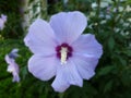 Beautiful lilac hibiscus flower in full bloom Royalty Free Stock Photo