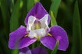 A beautiful lilac iris flower in blossom Royalty Free Stock Photo