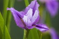 A beautiful lilac iris flower in the garden Royalty Free Stock Photo