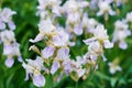 Beautiful lilac iris flowers grow