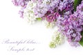 Beautiful lilac isolated on white