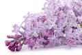 Beautiful lilac isolated on white