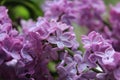 Beautiful lilac with five-petals flower Royalty Free Stock Photo