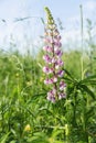 Beautiful lilac lupine in a field on a sunny summer day. Vertical