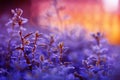 Beautiful lilac natural background with grass covered with shiny drops of fresh dew during the morning bright pink dawn in the