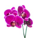Beautiful lilac orchid with bandlet is isolated on white Royalty Free Stock Photo