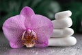 Beautiful lilac orchid flower and stack of white stones with monstera leaves on black background Royalty Free Stock Photo