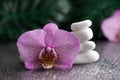 Beautiful lilac orchid flower and stack of white stones with monstera leaves on black background Royalty Free Stock Photo