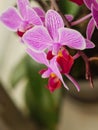 Beautiful lilac orchid flower on the windowsill vertical background