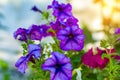 Beautiful lilac Petunia blooms large flowers on the street