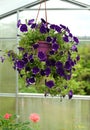 Beautiful Lilac Petunia Flower In Hanging Pot In Greenhouse