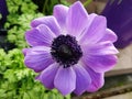 Beautiful lilac purple flower