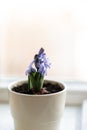 Beautiful lilac and purple hyacinth in pot on window indoor. Royalty Free Stock Photo