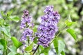 Beautiful lilac purple syringa flower close up on a green leaves background. Nature wallpaper stock photo Royalty Free Stock Photo