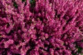 Beautiful lilac and red heather blossoms closeup. Autumn flowers heather background Royalty Free Stock Photo