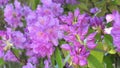 beautiful lilac rhododendron blossom with water drops . close up footage .