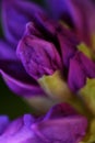 beautiful lilac rhododendron buds blossom . extreme macro shot. art shot with selective focus and blurs