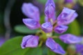 beautiful lilac rhododendron buds blossom . extreme macro shot. art shot with selective focus and blurs