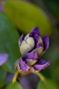 beautiful lilac rhododendron buds blossom . macro shot. art shot with selective focus and blurs