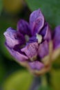 beautiful lilac rhododendron buds blossom . macro shot. art shot with selective focus and blurs