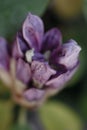 beautiful lilac rhododendron buds blossom . macro shot. art shot with selective focus and blurs