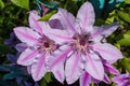 Beautiful lilac-white striped Clematis blooming in summer garden, close up. Flowers on a background of green leaves and a fence Royalty Free Stock Photo