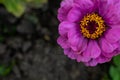 A beautiful lilac zinnia flower is located in the corner of the photo with space for your text