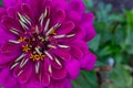 A beautiful lilac zinnia flower is located on the left in the photo with space for your text