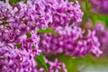 Close-up view of beautiful lilacs in bloom in Lombard, Illinois