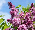 Beautiful lilacs over blue sky.