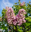 Beautiful lilacs over blue sky. Royalty Free Stock Photo