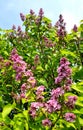 Beautiful lilacs over blue sky. Royalty Free Stock Photo