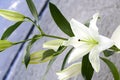 Beautiful lilies close-up in a bouquet. A little white lily close-up.