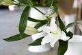 Beautiful lilies close-up in a bouquet. A little white lily close-up.